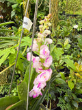 Orquídea Vanda Flor Pequeña Selección por Color