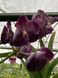 Orquídea Vanda de Flor Grande Selección por Color