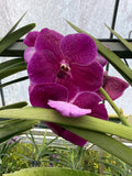 Orquídea Vanda de Flor Grande Selección por Color