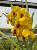 Orquídea Vanda Flor Pequeña Selección por Color