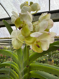 Orquídea Vanda de Flor Grande Selección por Color