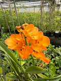 Orquídea Vanda Flor Pequeña Selección por Color