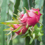 Pitahaya Edgar’s Baby