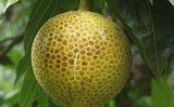 Pana Ma’afala (Cultivo In Vitro)