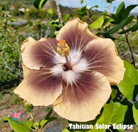 Amapola Tahitian Solar Eclipse