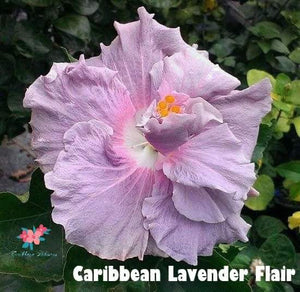 Amapola Caribbean Lavender Flair