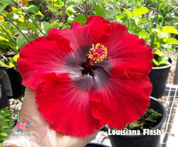 Amapola Louisiana Flash