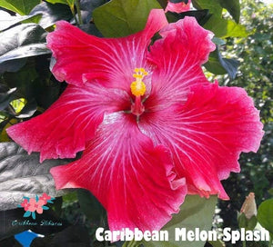 Amapola Caribbean Melon Splash