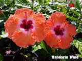 Amapola Mandarin Wind