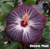 Amapola Electric Plum