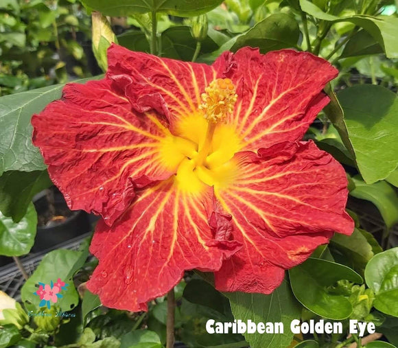 Amapola Caribbean Golden Eye