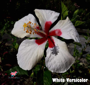 Amapola White Versicolor