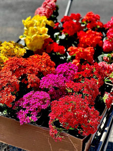 Kalanchoes