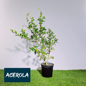 Acerola de Esqueje
