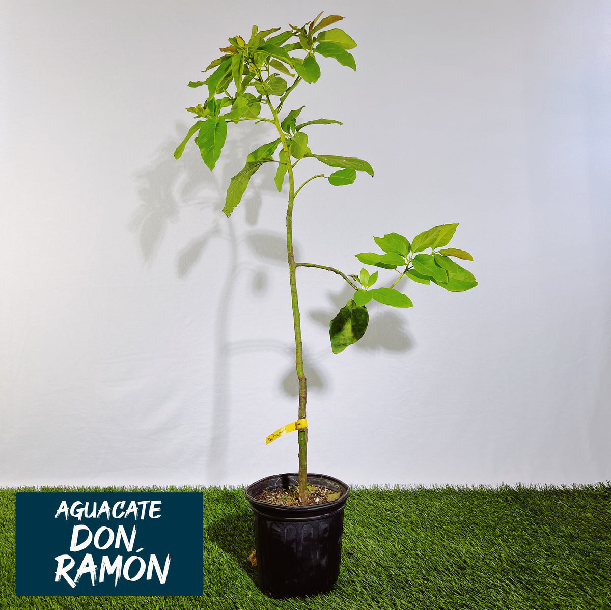 Aguacate Don Ramón Injerto – Jibarito Urbano