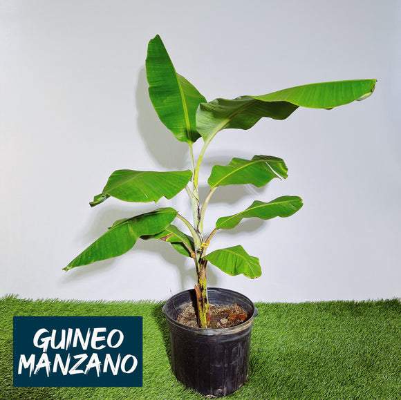 Productos – Página 4 – Jibarito Urbano