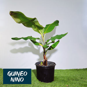 Guineo Niño