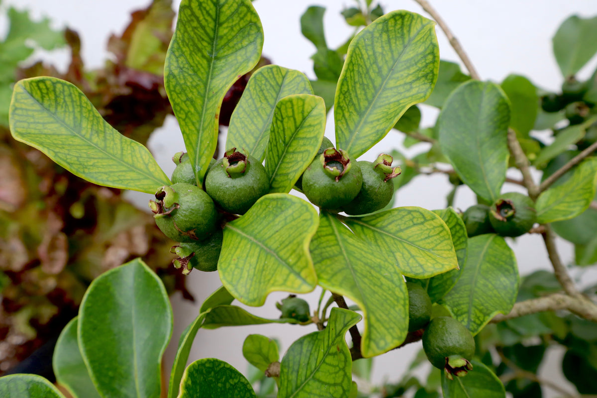 Guavaberr Strawberry Guava – Jibarito Urbano