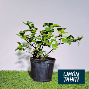 Limón Tahití