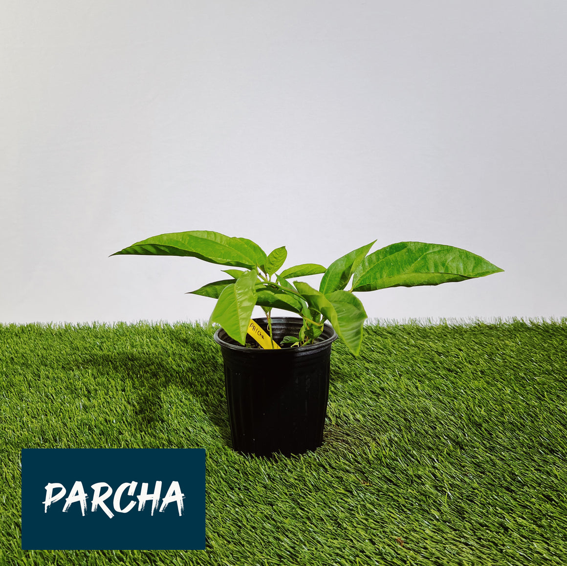 Jibarito Urbano - Arboles Frutales de Puerto Rico