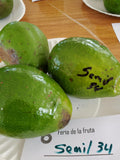 Aguacate Semil 34 Injerto