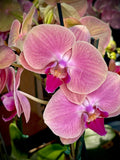 Orquídea Phalaenopsis