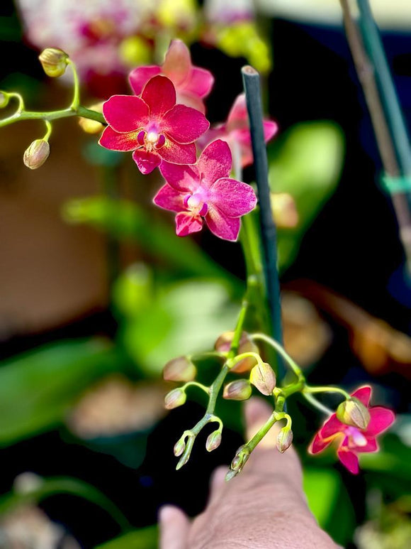 Orquídea Phalaenopsis