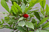 Fruta Milagrosa