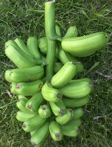 Plátano Hawaiano/ Popoulu