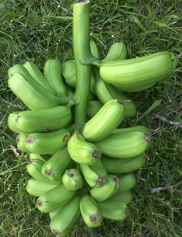 Plátano Hawaiano/ Popoulu