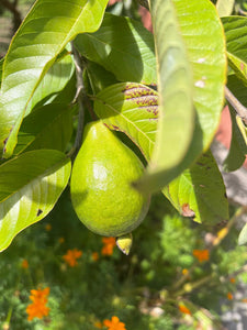 Guayaba Pera Roja